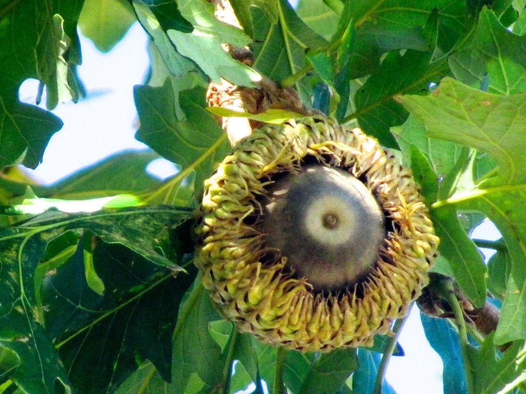 Bur Oak