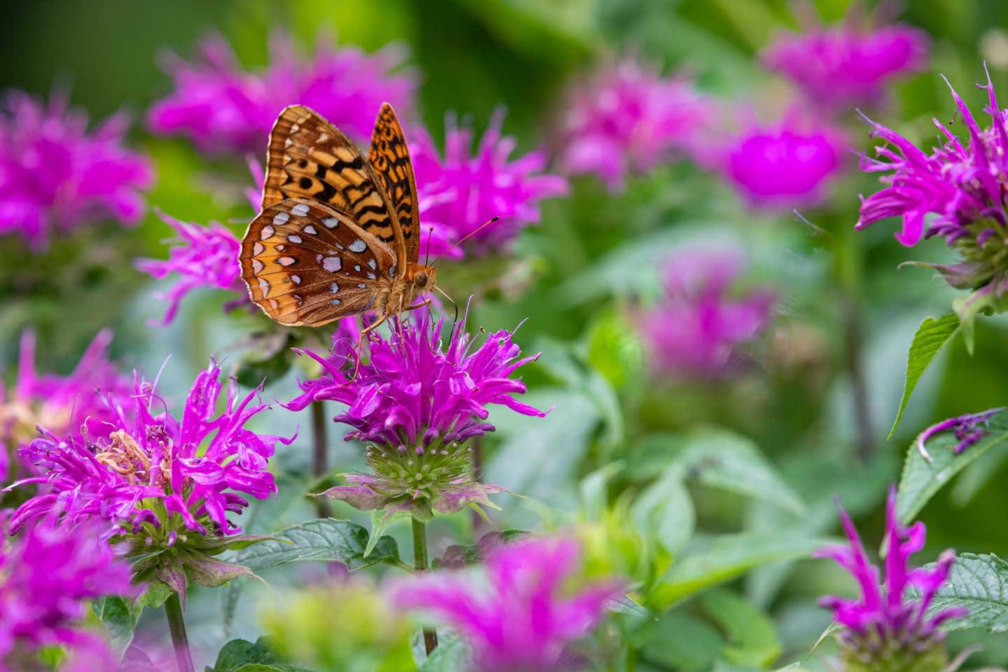 Orange-butterfly-on-pink-flower.jpg