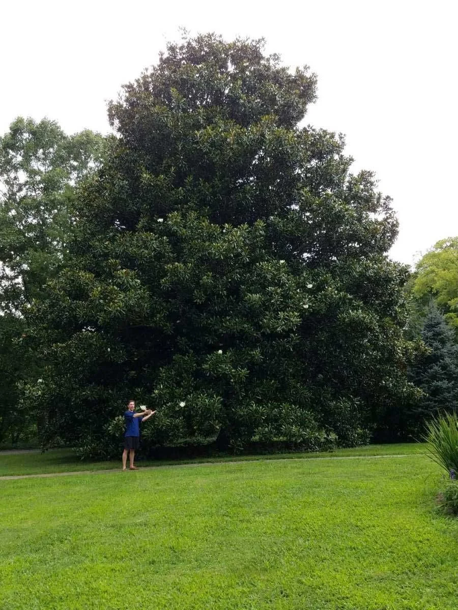 Magnolia-9-west-st-extension---Mary-Fierle.jpg