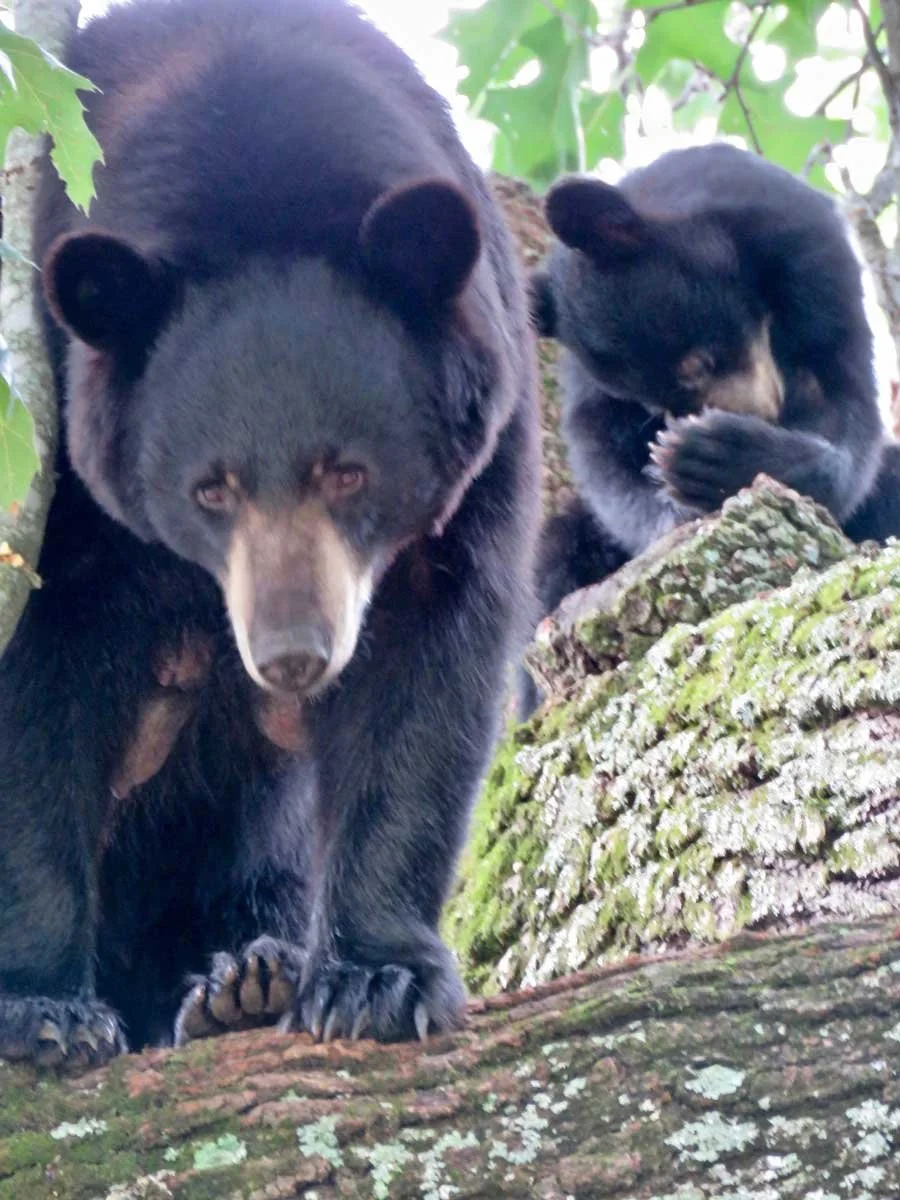 Brooks-Howell-Home-2-bears.jpg