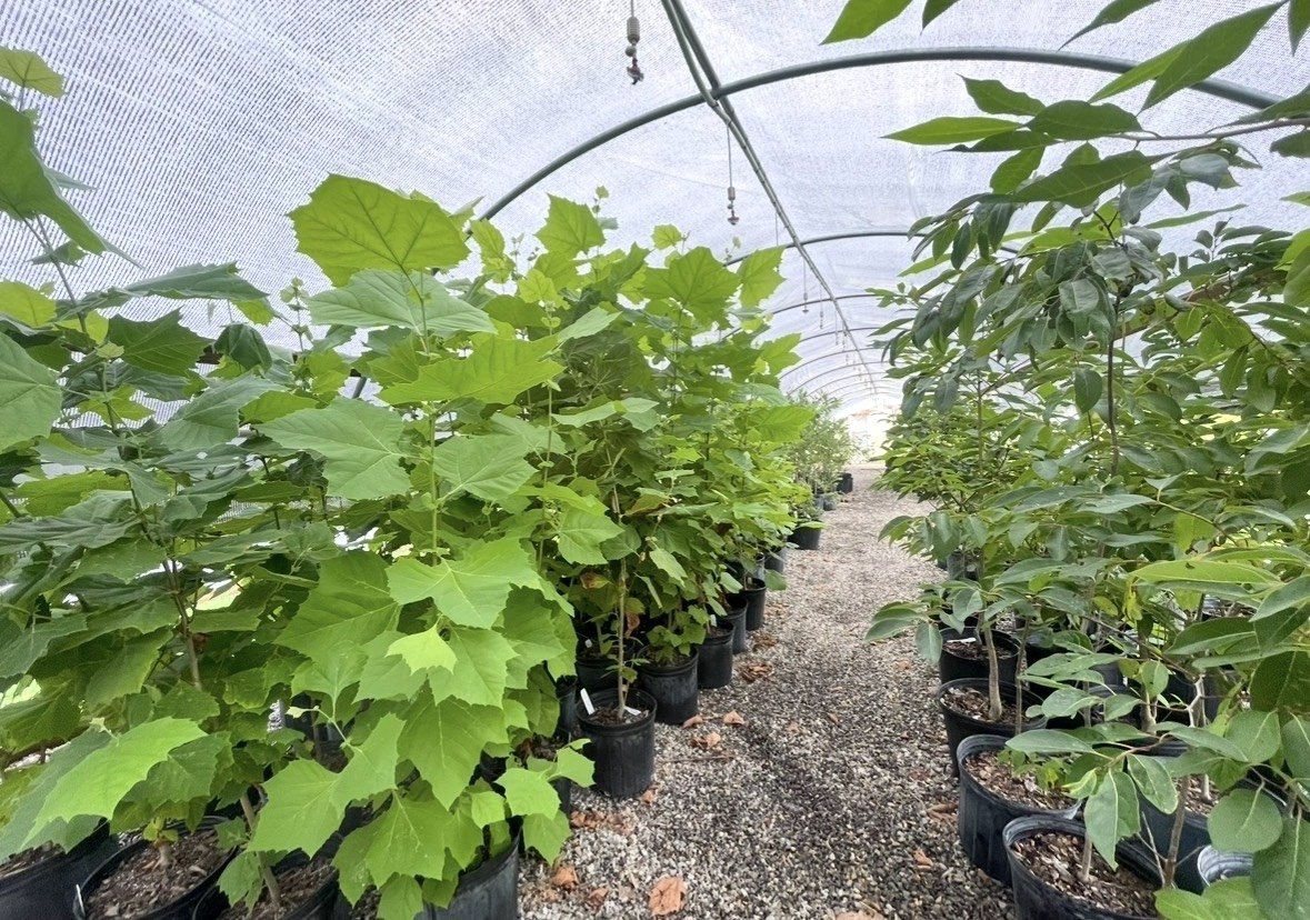 The Future of the Sandhill Native Tree Nursery