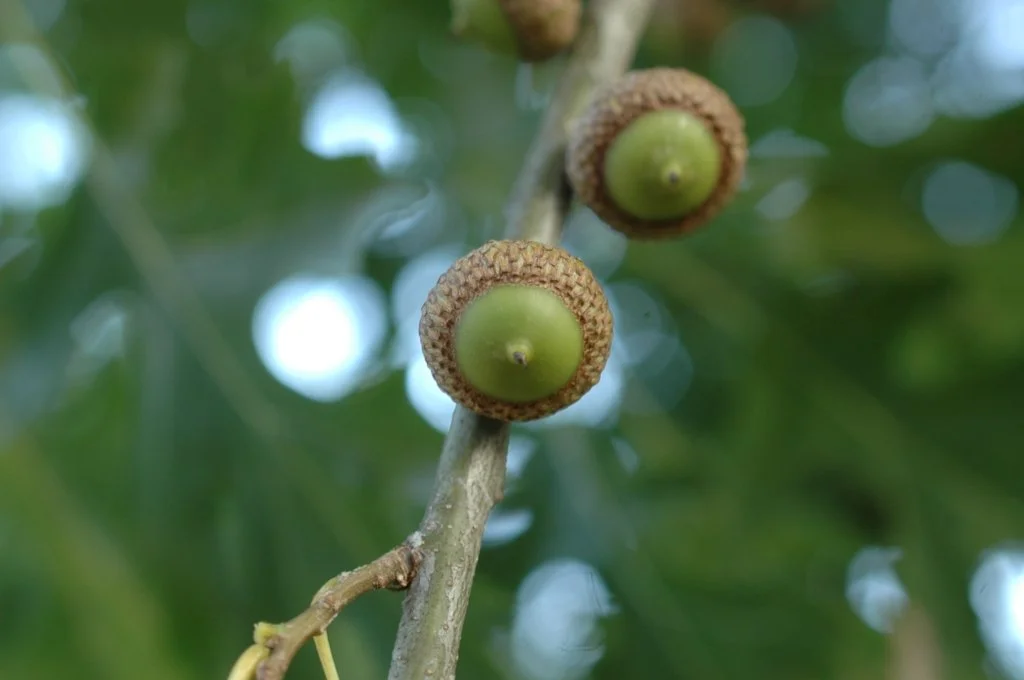 Shumard Oak