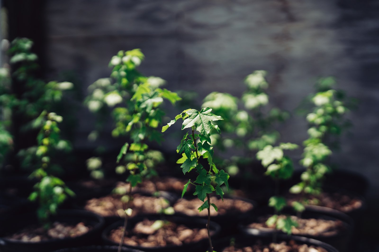 2022_Greenworks_Spring-TreeGiveaway-457.jpg
