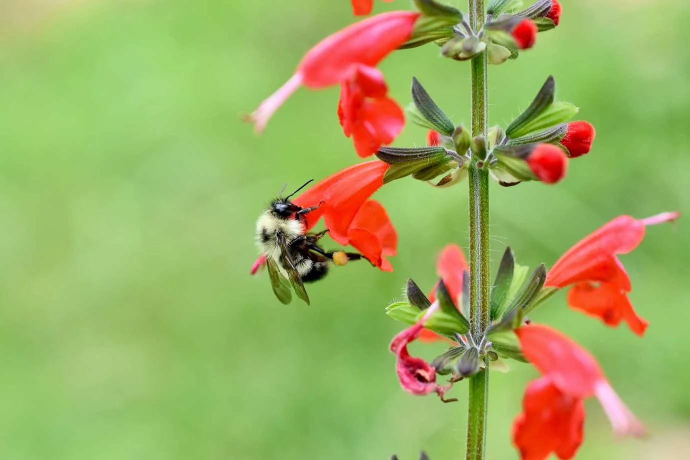 Bee on red flower