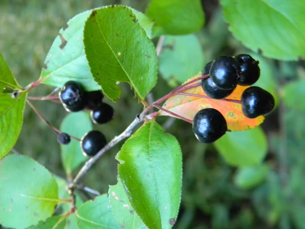 Aronia_melanocarpa___SFhDFQ1Wyq5q.jpg