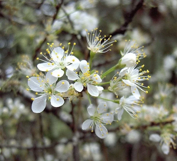 prunusangustifolia1.jpg