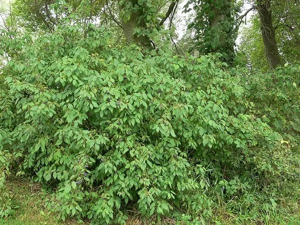 cornusamomum3.jpg