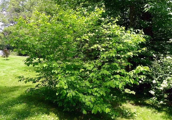 linderabenzoin4.jpg