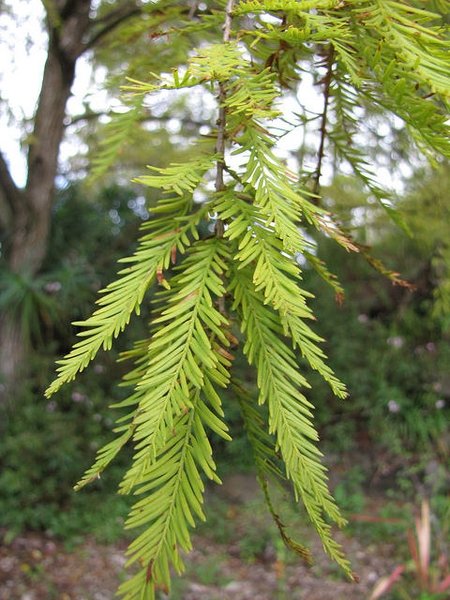 Bald Cypress