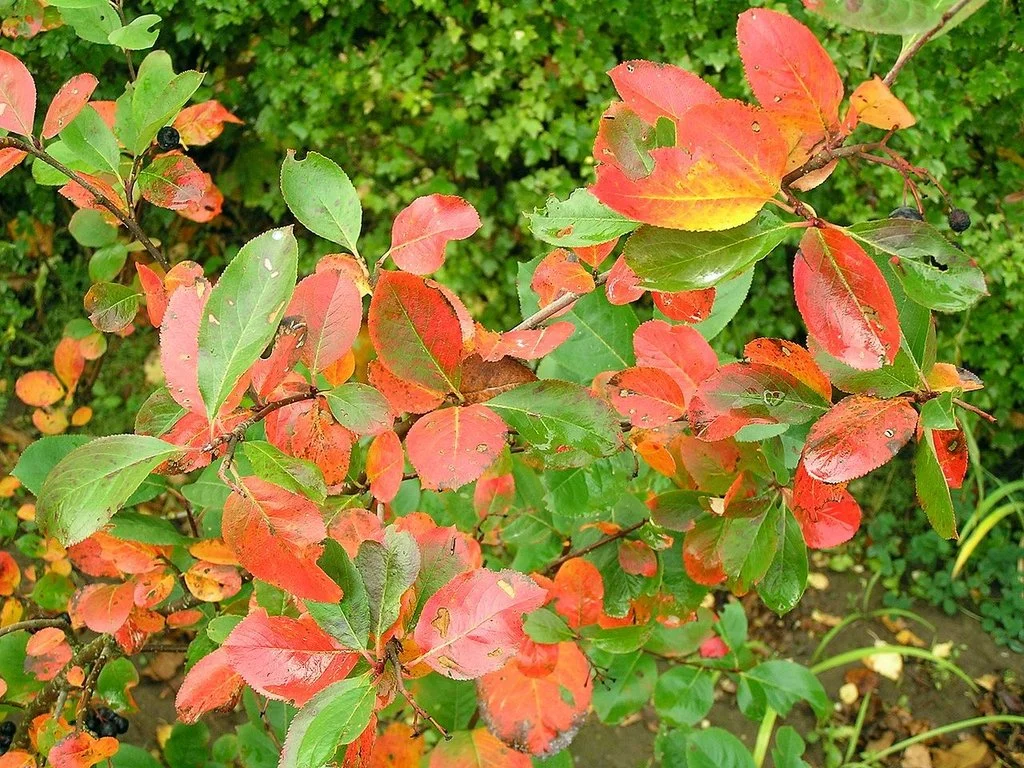 Aronia_melanocarpa_f_e5fv1CholGgw.jpe