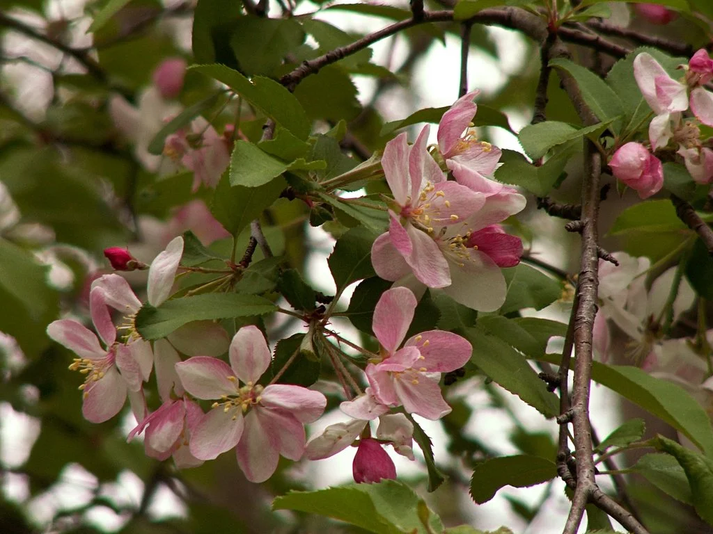 American Crabapple