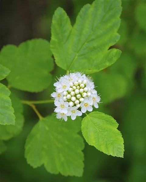 Eastern Ninebark