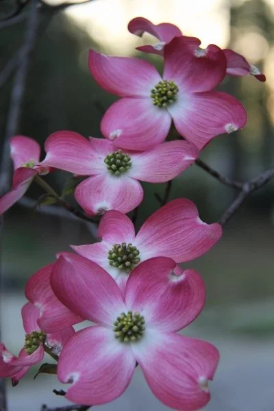 Flowering Dogwood