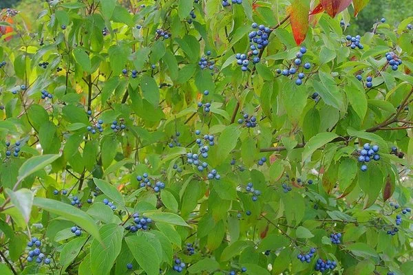 cornusamomum1.jpg