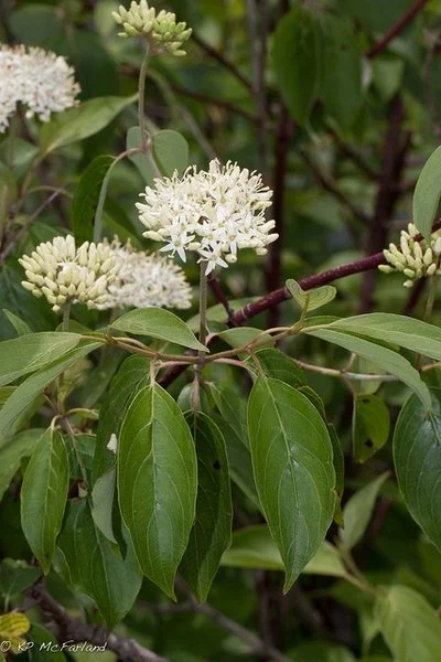 cornusamomum2.jpg