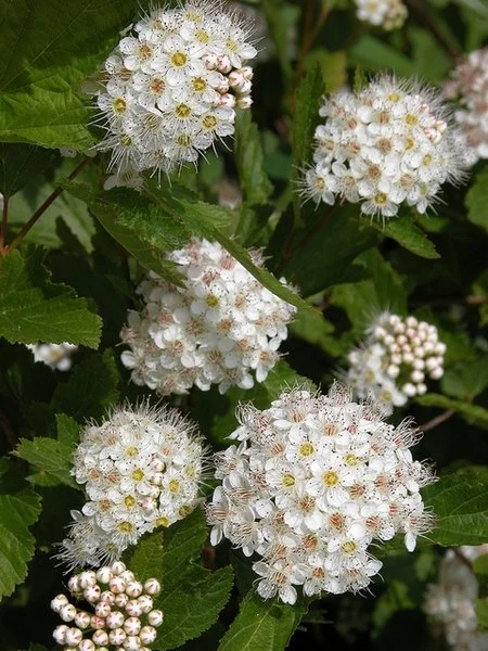 common ninebark1.jpg
