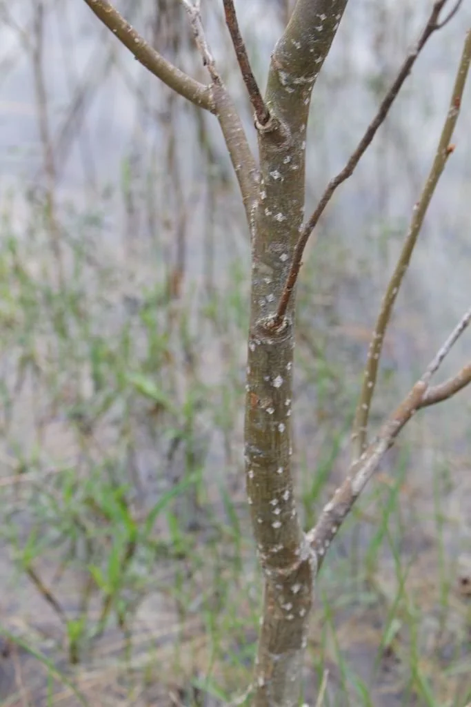 aronia_melancarpa_ba_N0c5xvFXhuEv.jpe