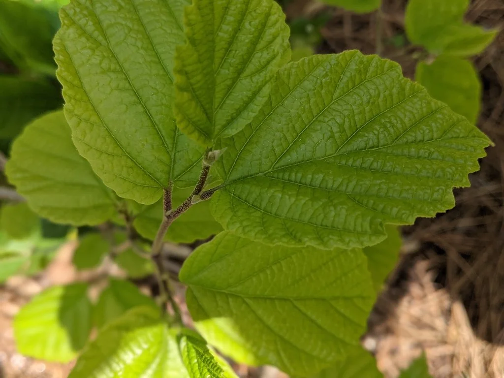 Witch Hazel
