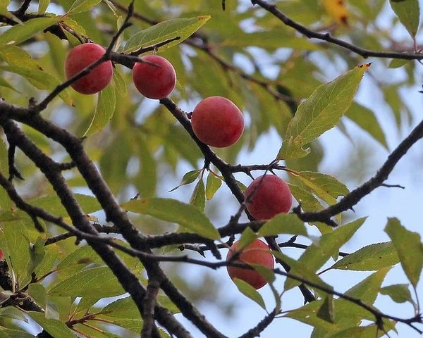 prunusangustifolia2.jpg