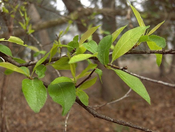prunusangustifolia3.jpg