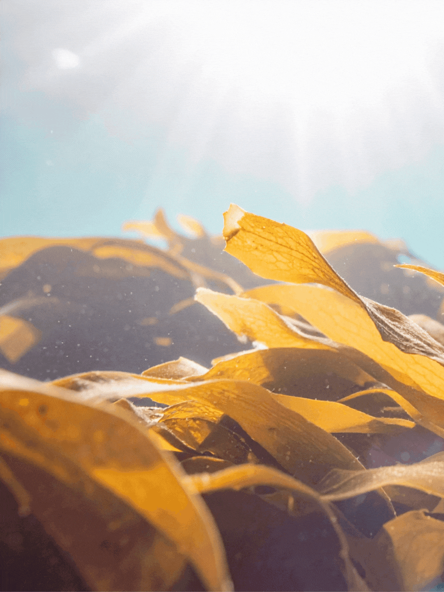 Moisturiser video (3000 x 4000 px) (1).gif