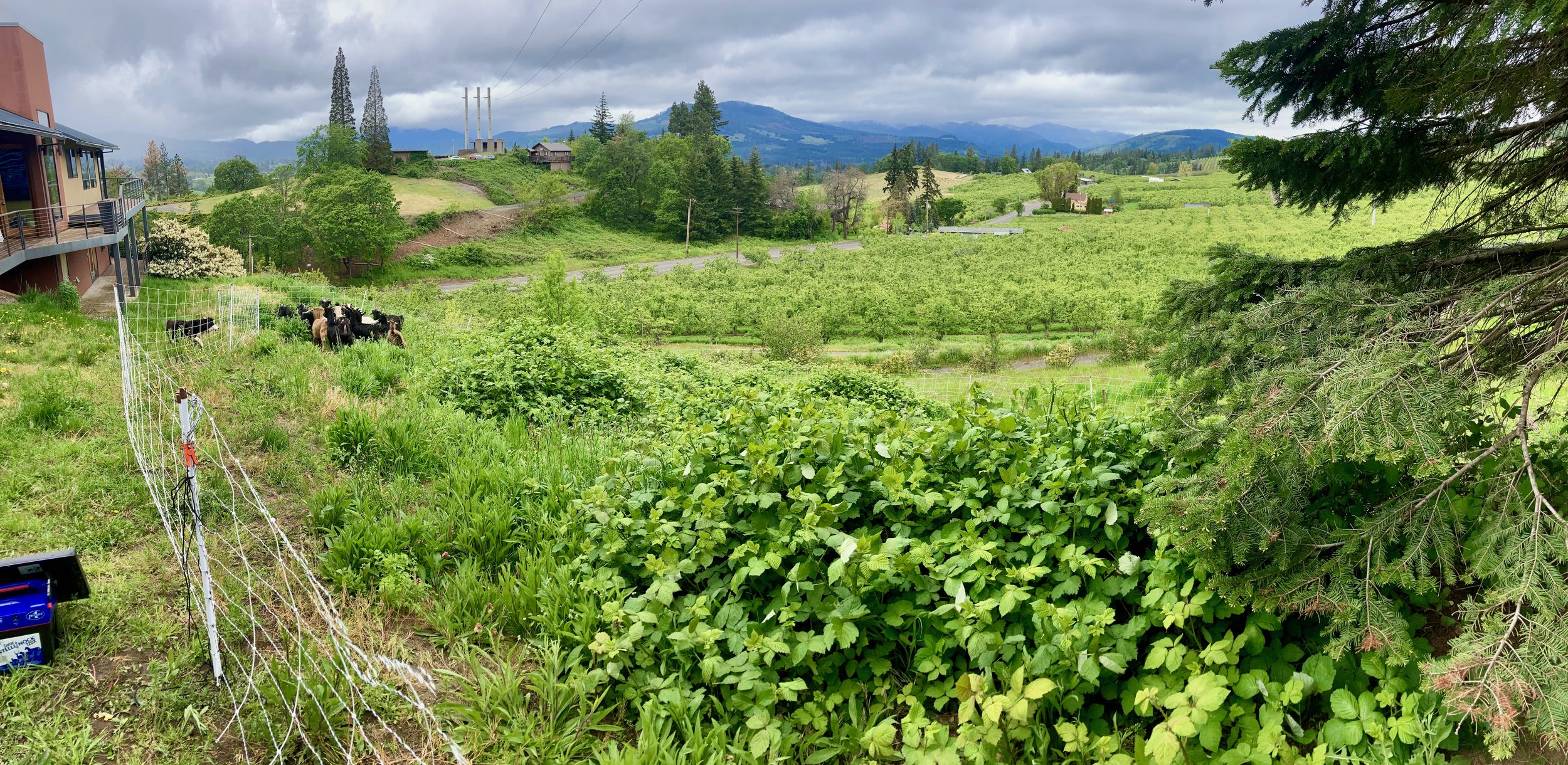 Some unruly blackberries near a home in Hood River, OR.