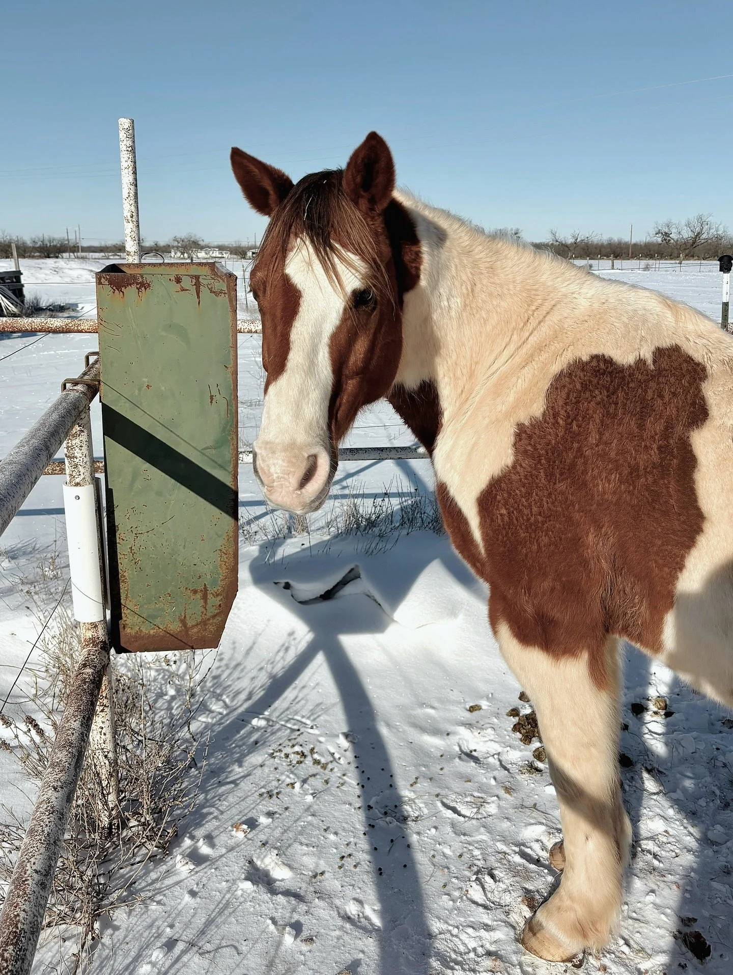 The girls sent pics from snow day at the barn. Playing catch up &amp; needed to add this to my instagram scrapbook.🐴❄️