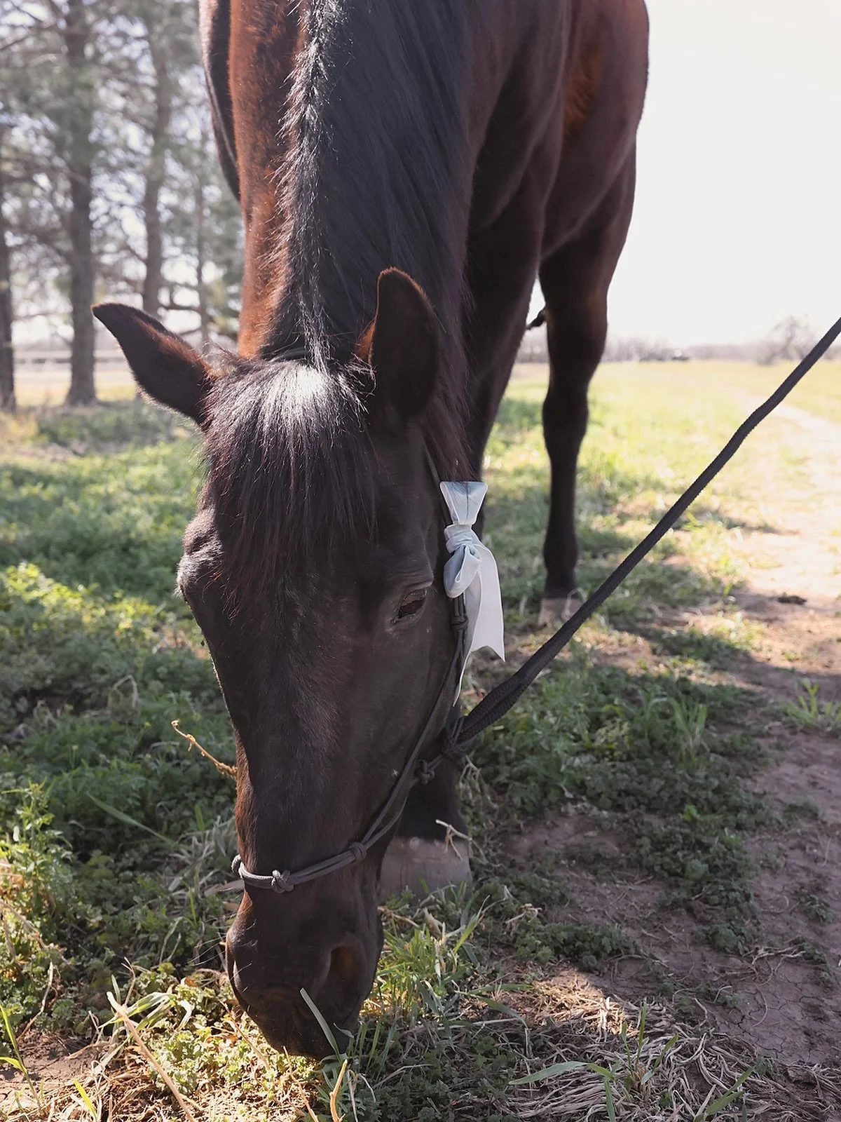 Year of the horse. Daydreaming of the sweetest memories