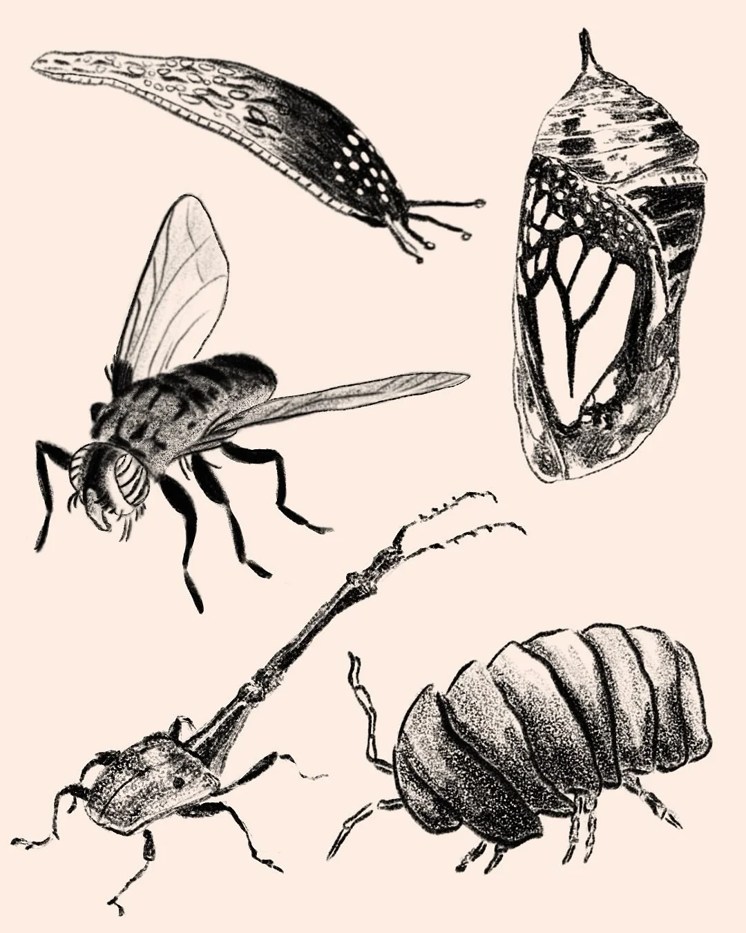 Bug alert notify the press!!! And some more sketchy guys. What bugs should I draw next.