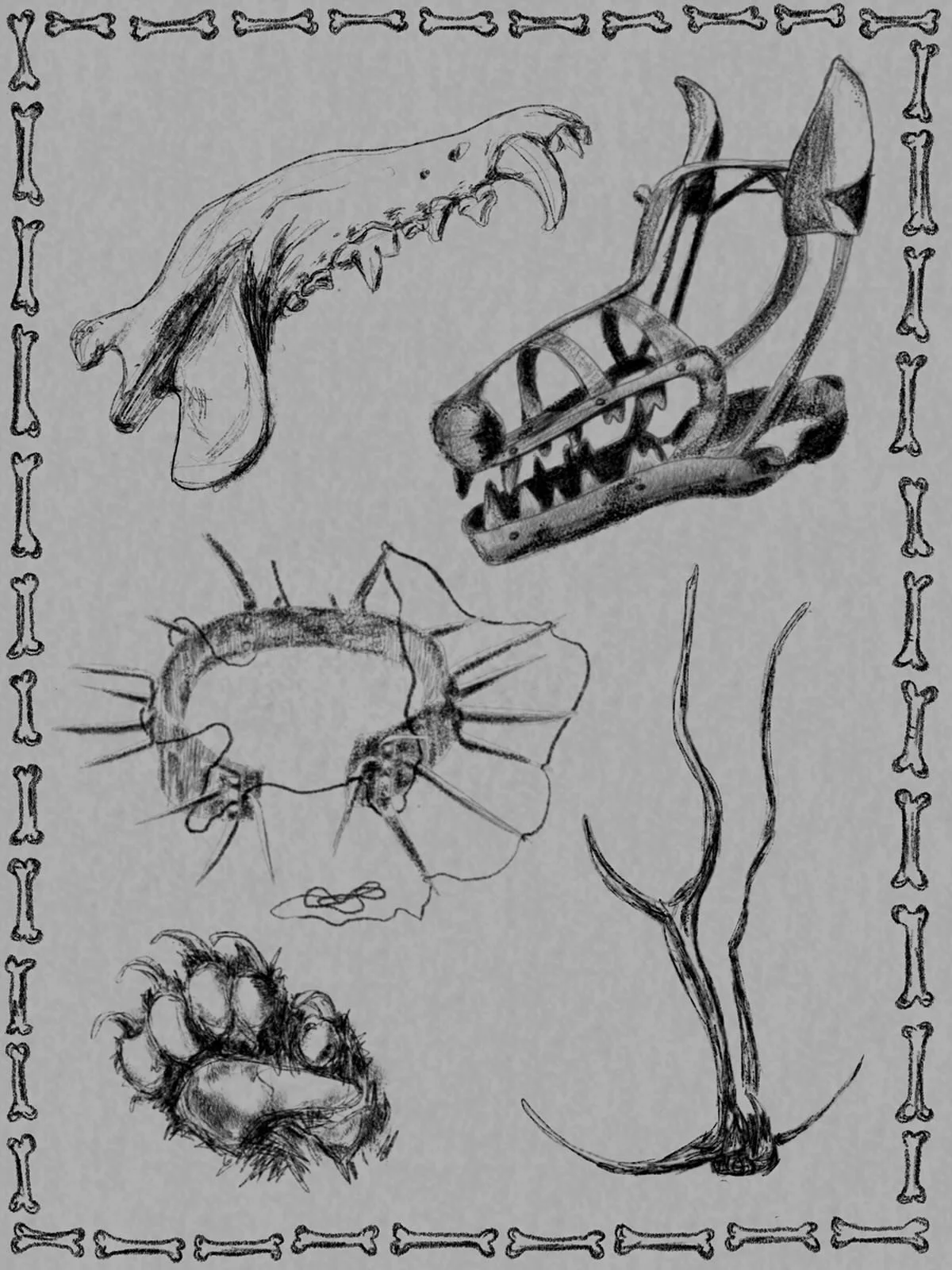 some pointy things for your viewing pleasure! 
lots more critters coming up. 🦊