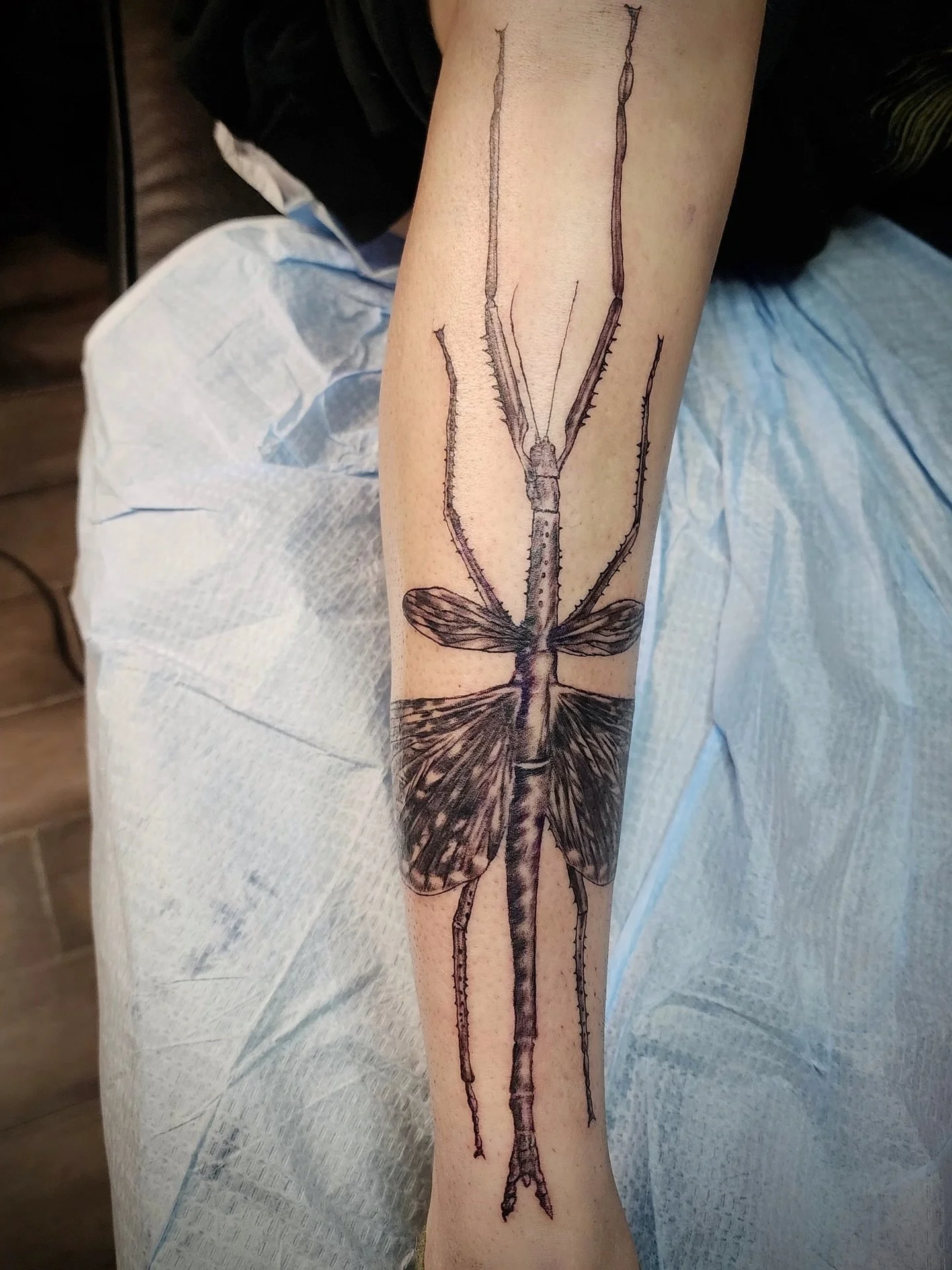 Bug Tatt! Love doing bug tatts. Especially when they are scientifically accurate. I always end up learning so much about whatever bug I&rsquo;m tattooing. This is a new species of &ldquo;stick bug&rdquo; discovered in Australia called Acrophylla Alta