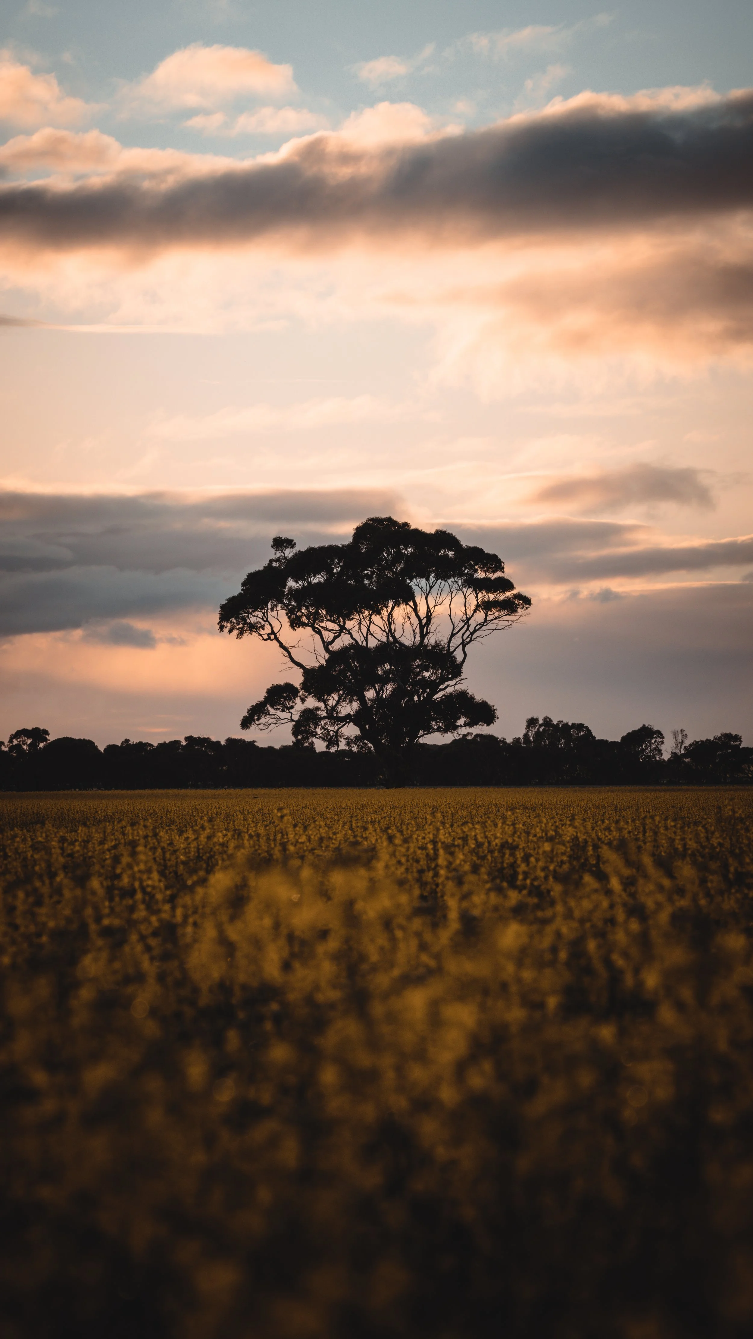 Canola_field-8722.jpg