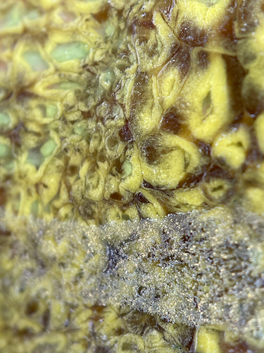 Close up of enamel in yellows and greens and browns with gold shimmer