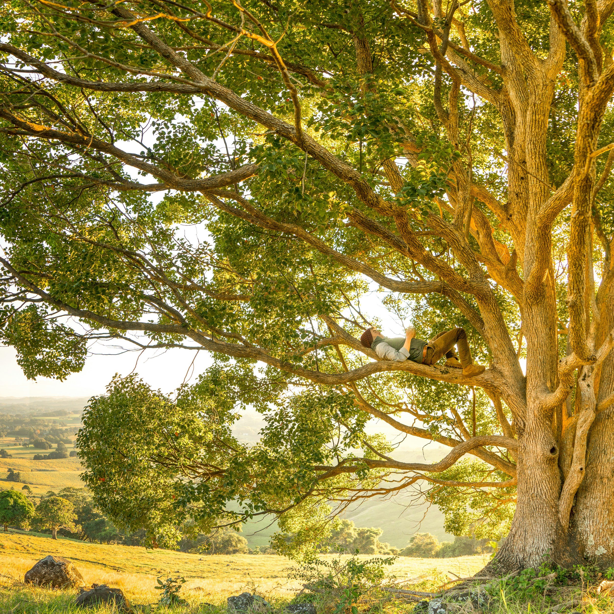 Junge liegt entspannt auf einem Ast eines großen Baumes mit grünen Blättern, im Sonnenlicht. Blick auf eine weite Landschaft mit Feldern und Hügeln im Hintergrund.