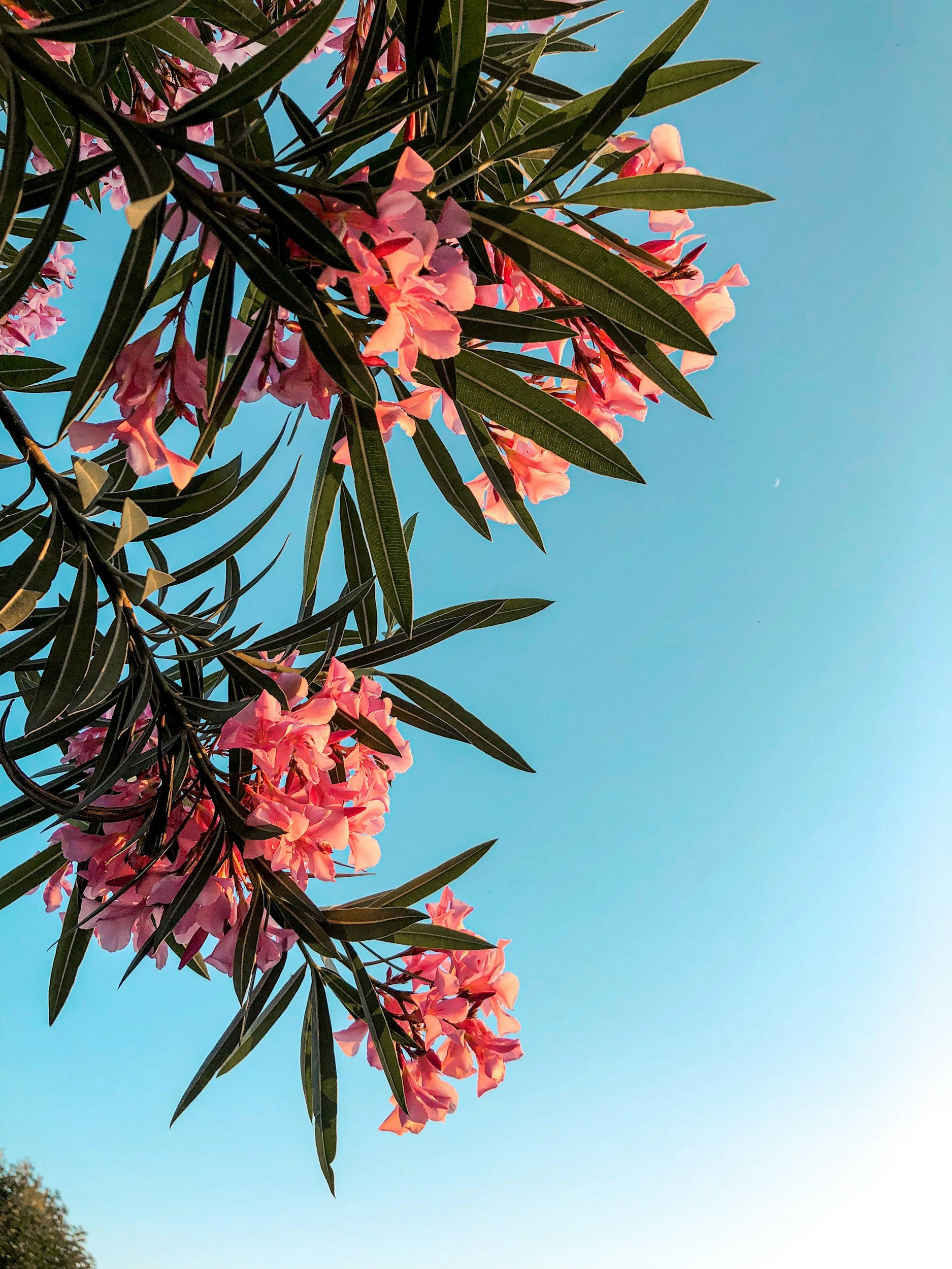 Blick auf rosa Blüten und grüne Blätter eines Baumes gegen blauen Himmel.