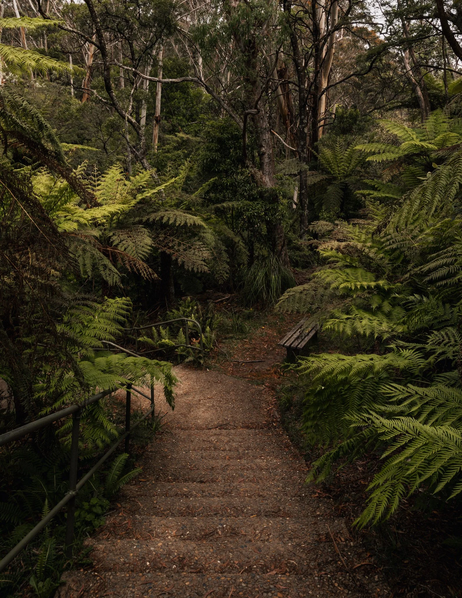  Leura Falls - Rod Cage Photography.jpg