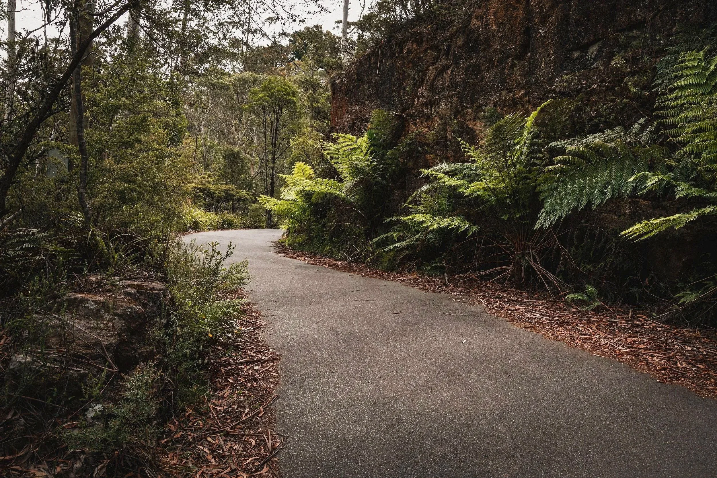 Bluey's (1 of 1)-4.jpg