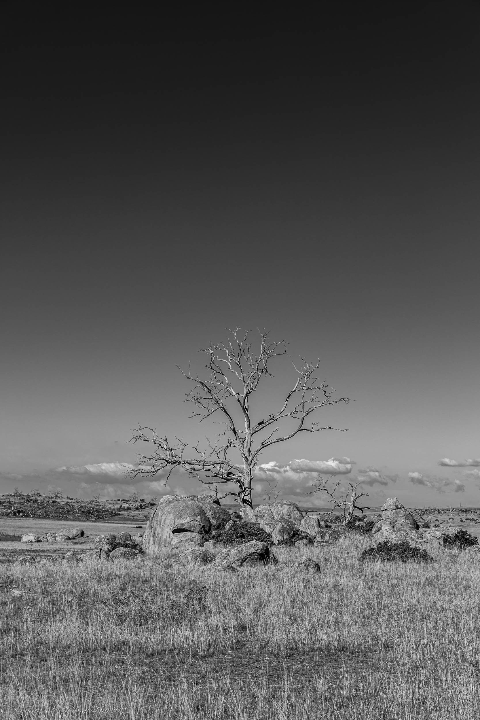 Lone Tree B&W