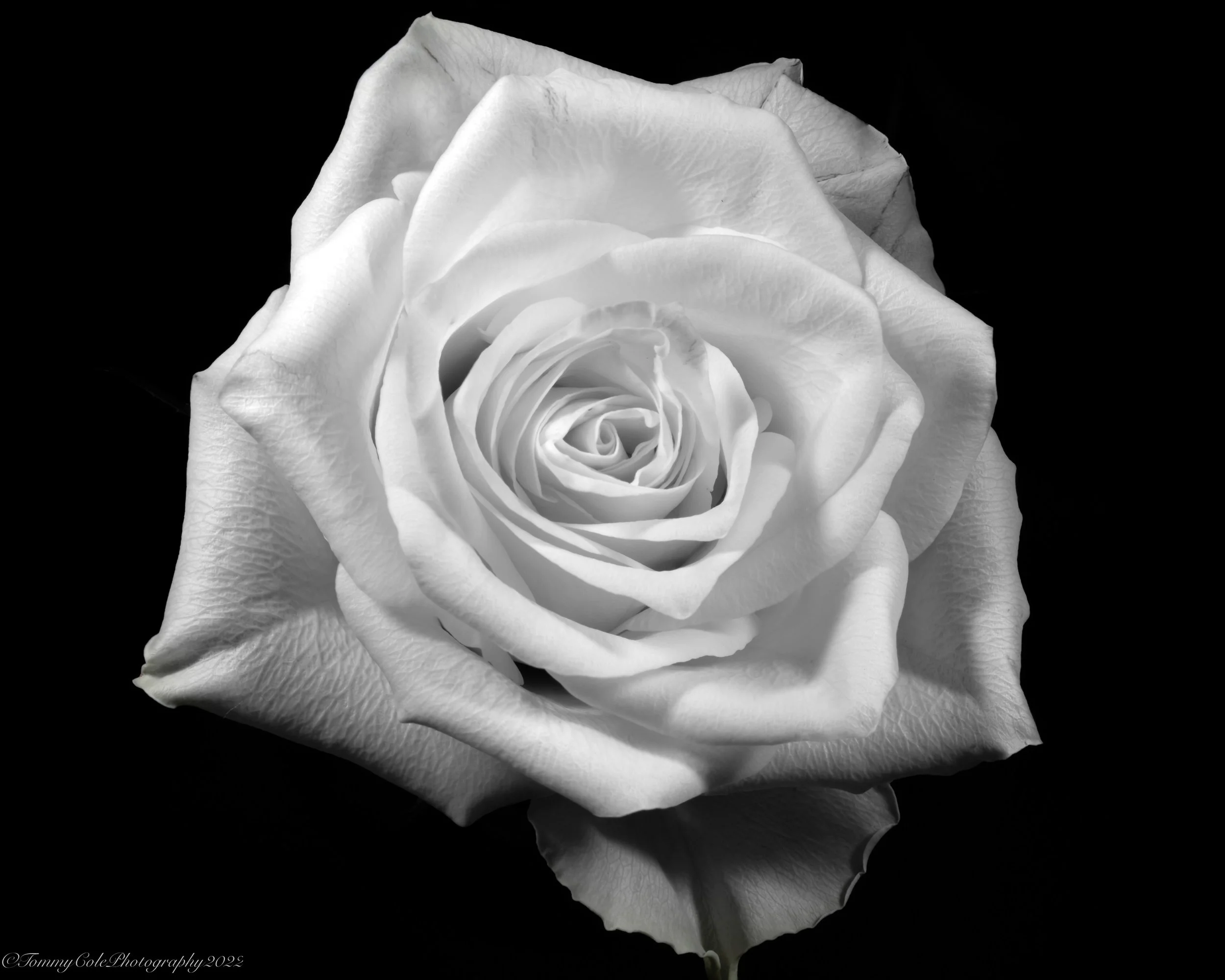 White Rose_WEB_FILE.jpg