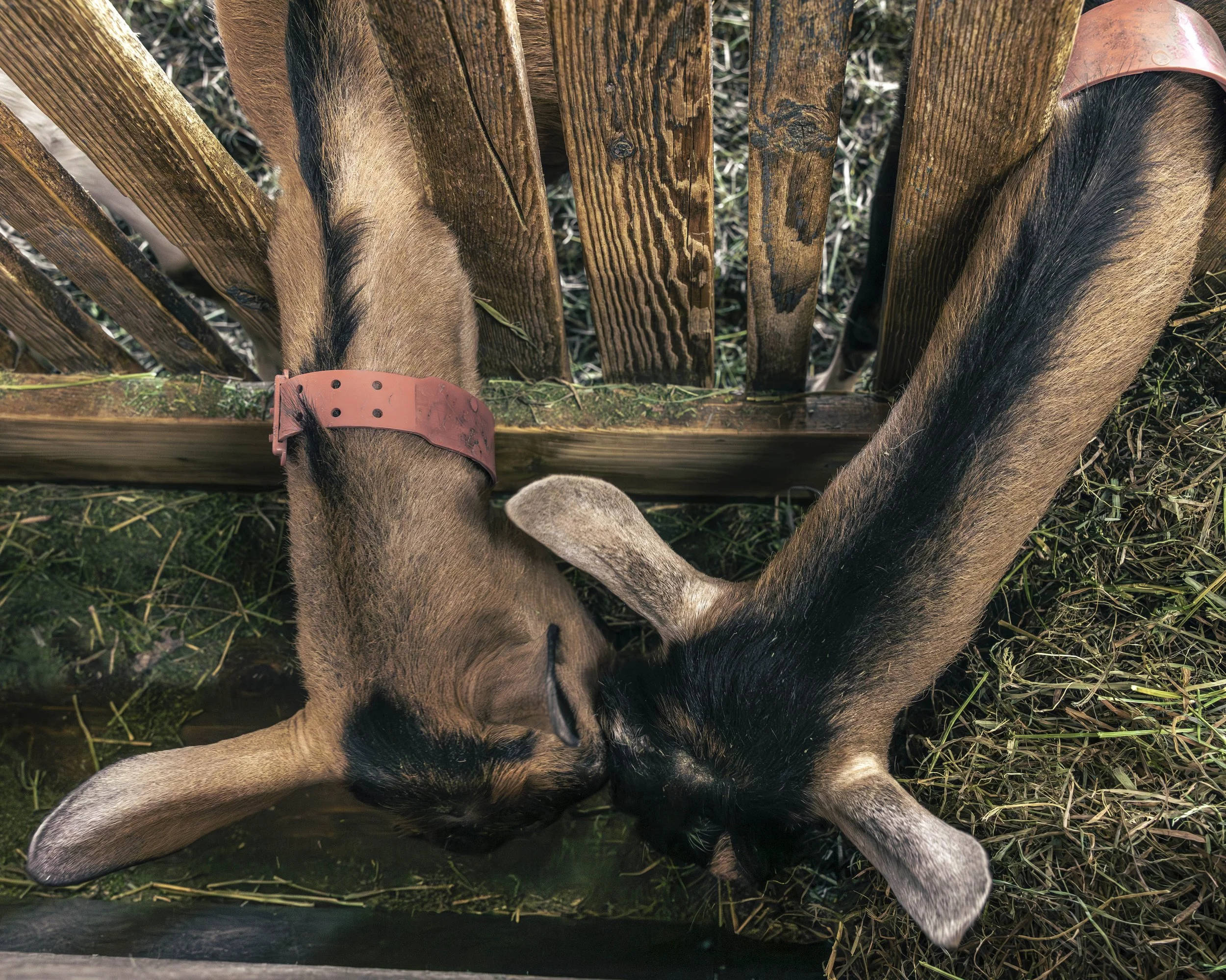 026A5319-Avec accentuation-Bruit.jpg