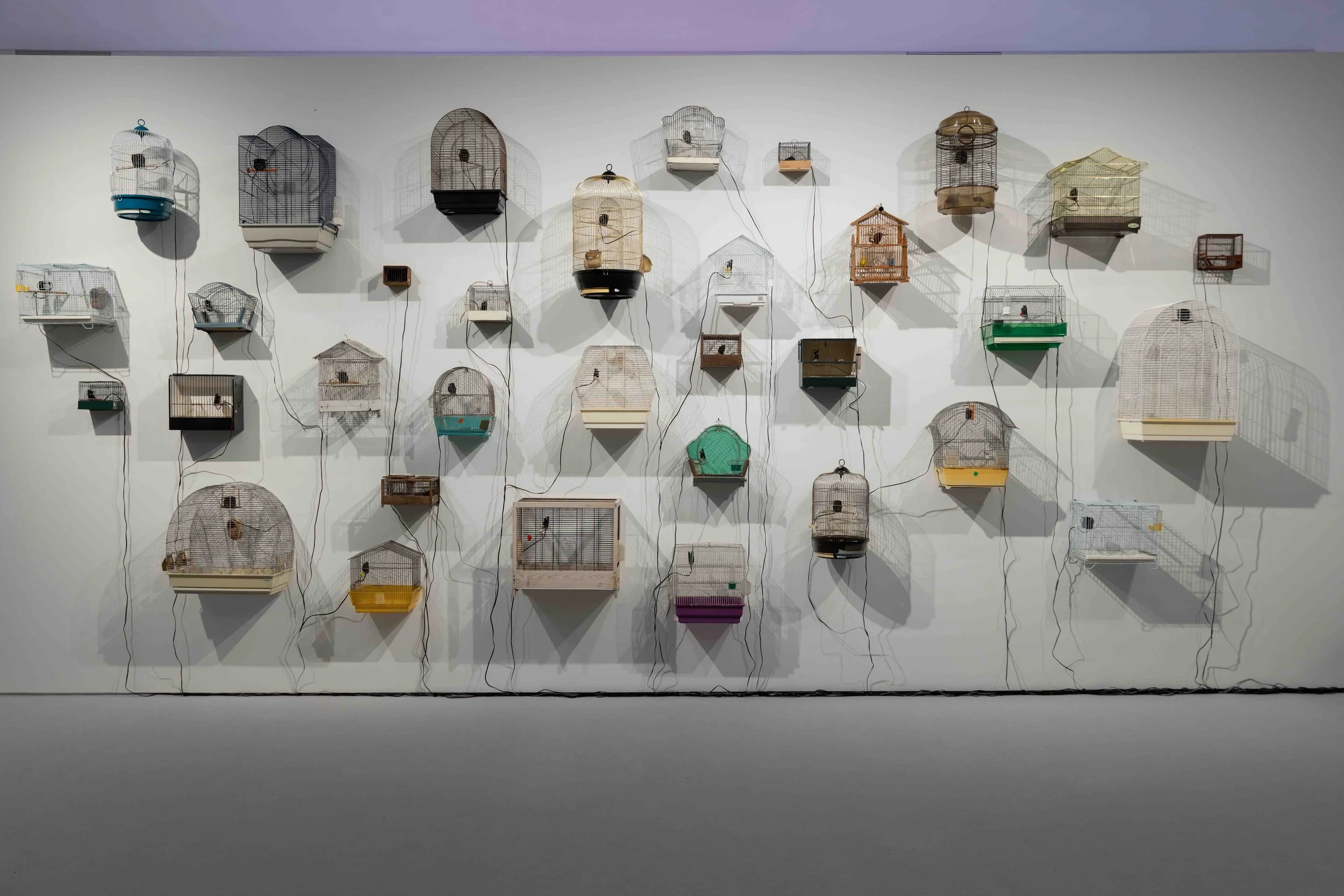 Why look at animals? Art for the rights of non-human lives