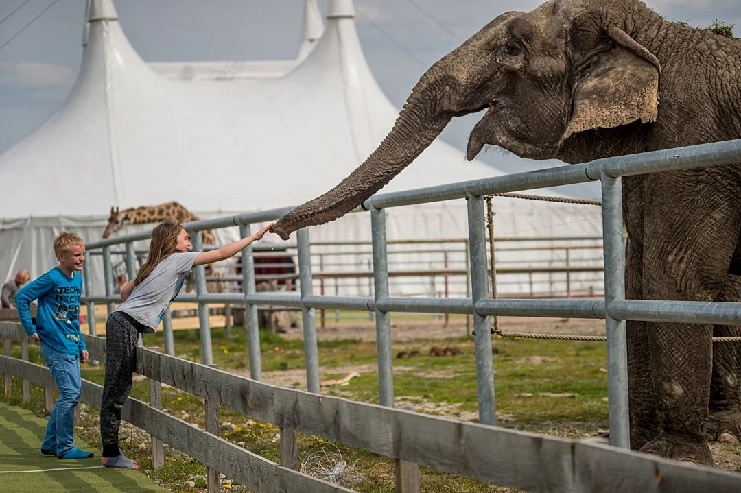 Disappearing Kinship: How Growing Up Teaches Children to See Animals as ‘Other’