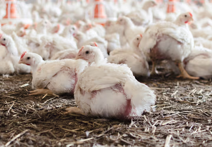 Could some reforms be strengthening the animal factory system?