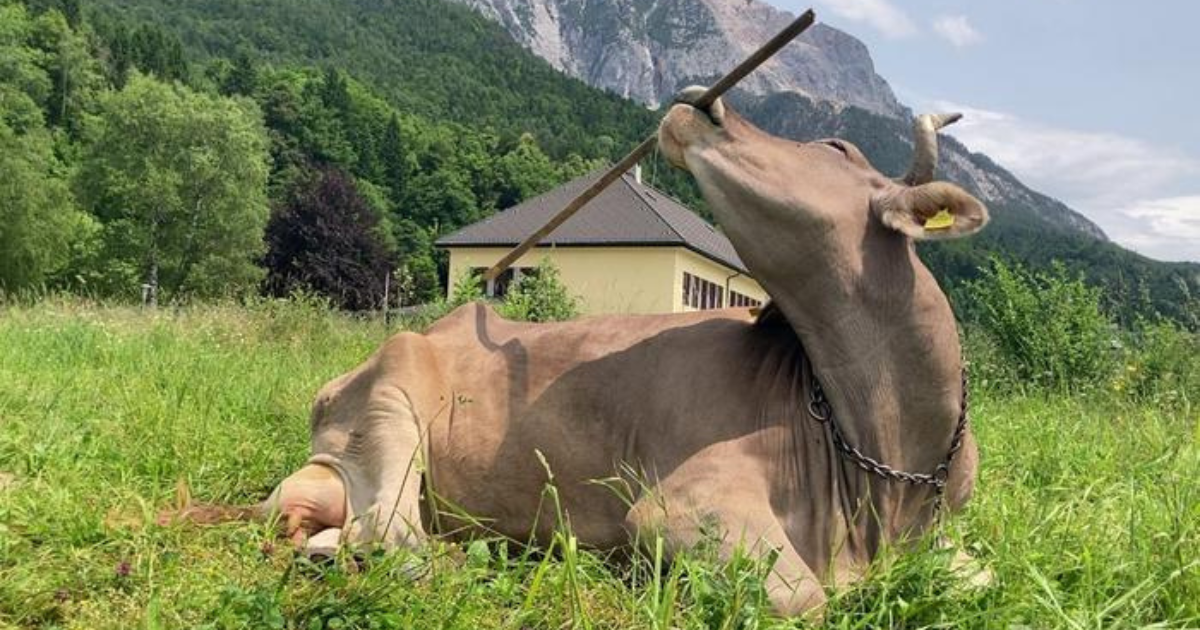 Recentring the Animal in Advocacy