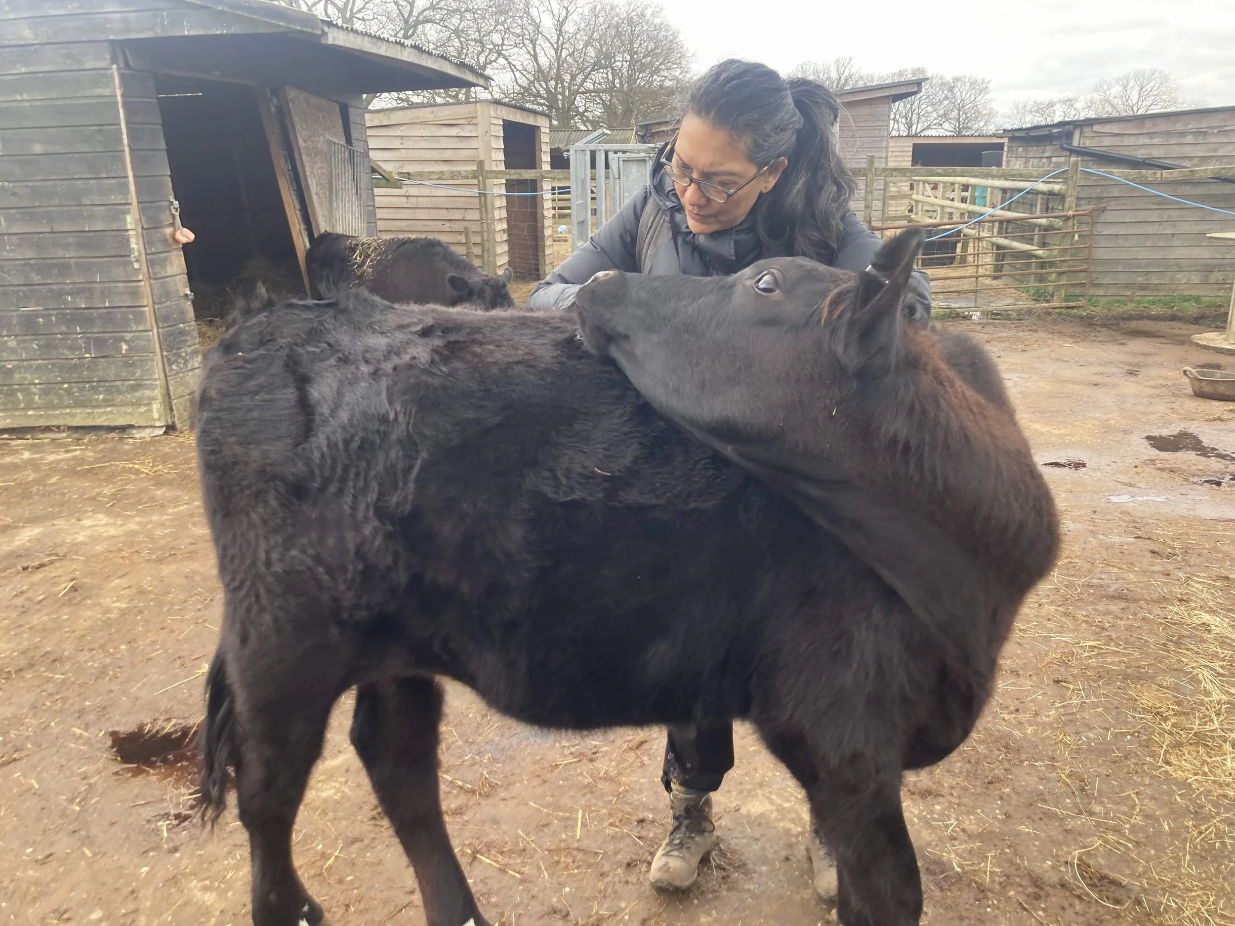 The Legal Vegan Network