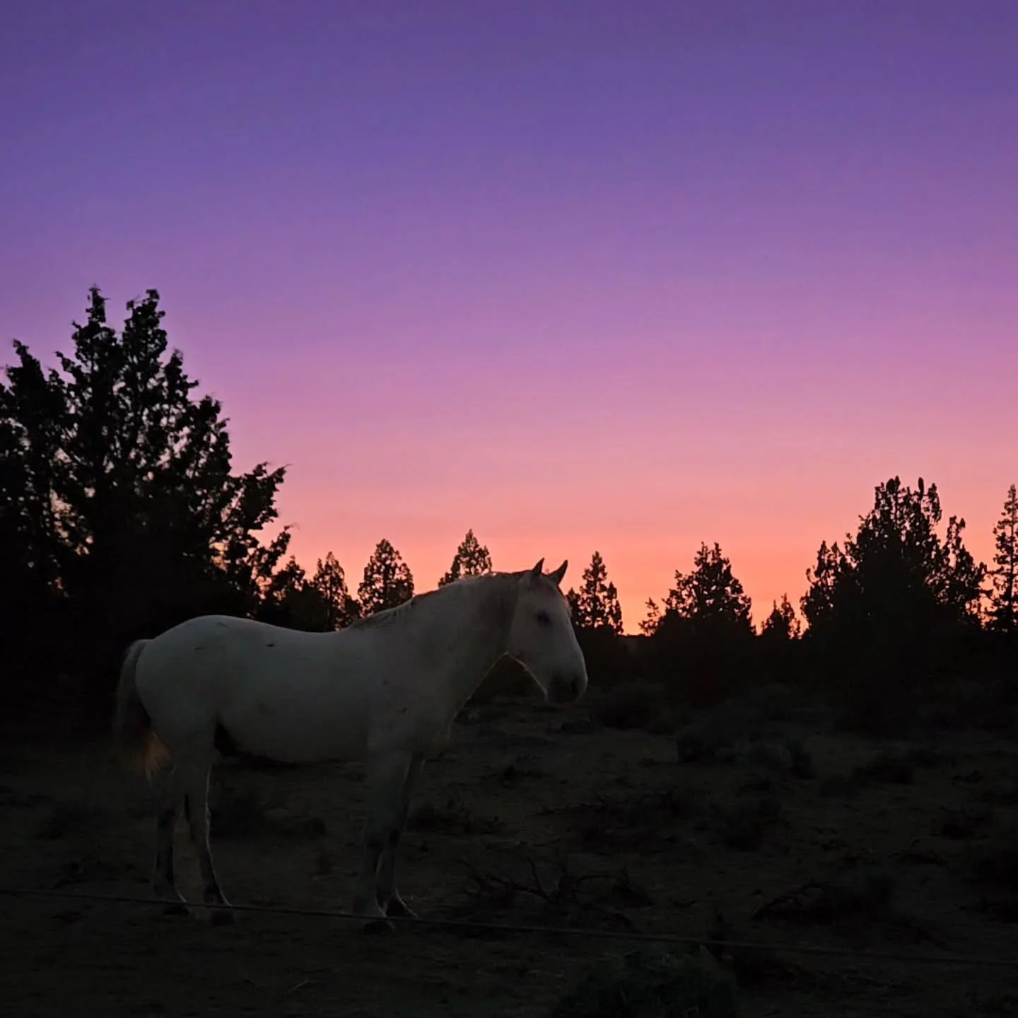 Summer sunsets with the horses are dreamy...expansive skies, the soft pastels of the sage steppe, stillness, the sleek silhouette of a Yakima gelding ar peace.
.
.
It is always a treat when Falcon comes up with the herd, but these last few weeks, he