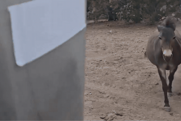 More Than a Cookie Chase: How Our Horses Help Heal the Land