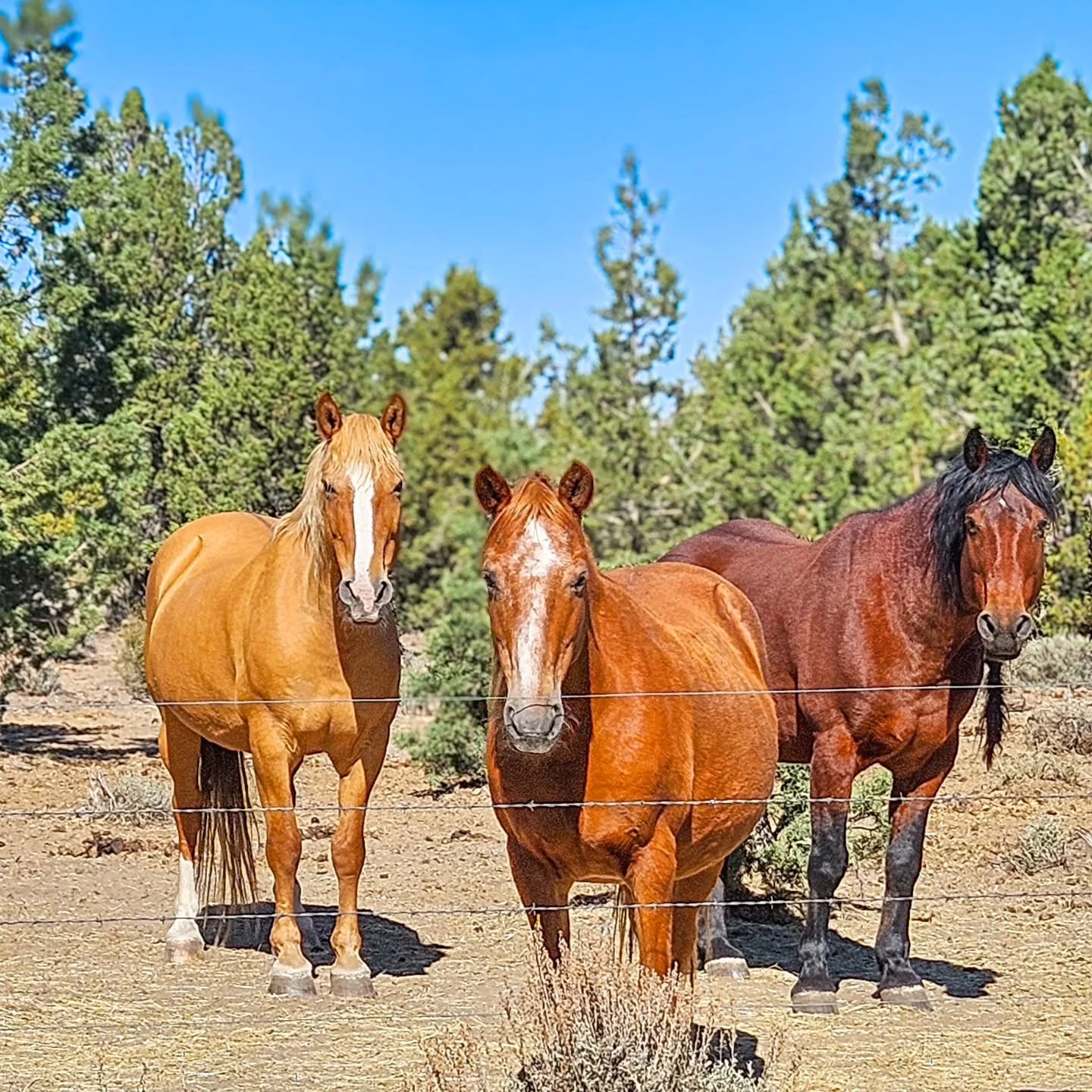 These three sporting the colors of fall 🍁🍂
.
.
Summer, Autumn, &amp; Thunder pictured left to right