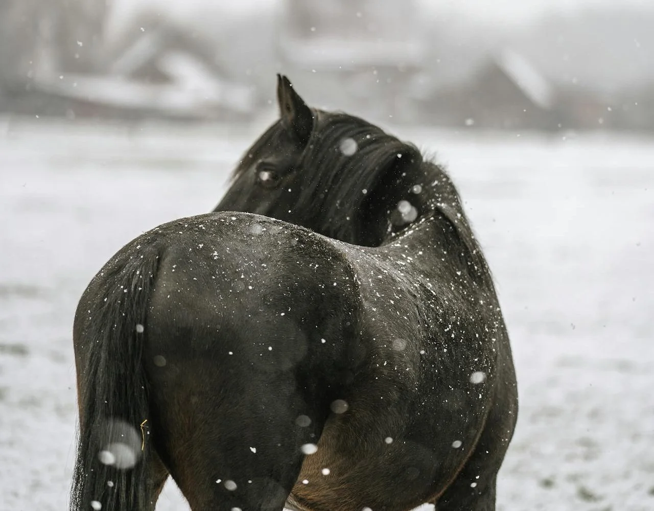 January Barn Report: Cold Nights, Warm Care