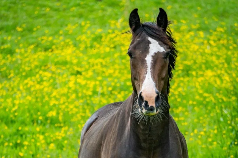 Spring at the Sanctuary: How the Season Affects Rescue Horses in Central Oregon